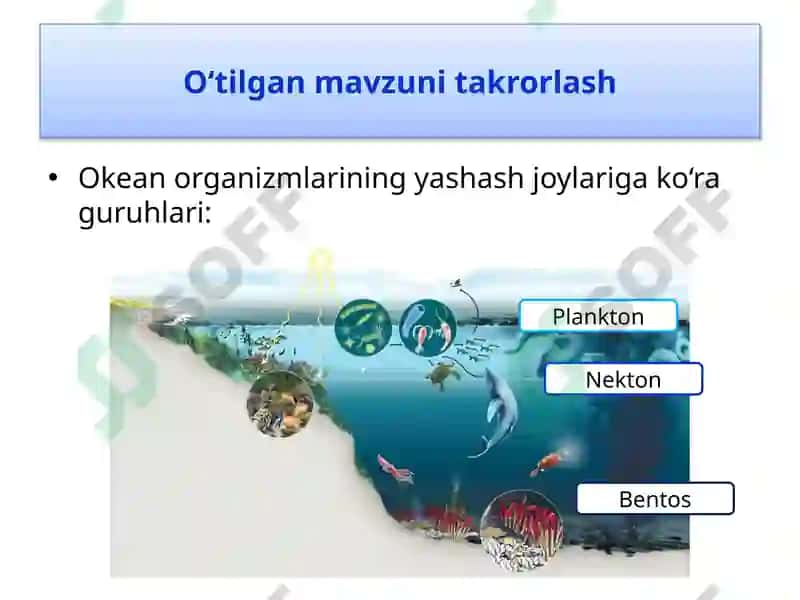 Okean Organizmlari 4