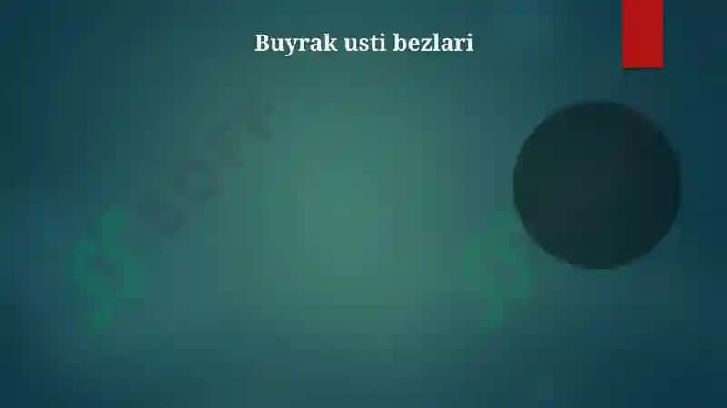 Endokrin bezlari 4