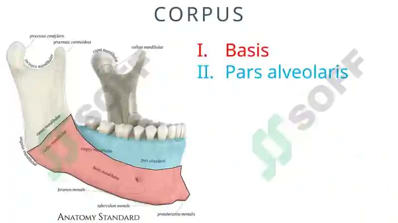 MANDIBULA 4
