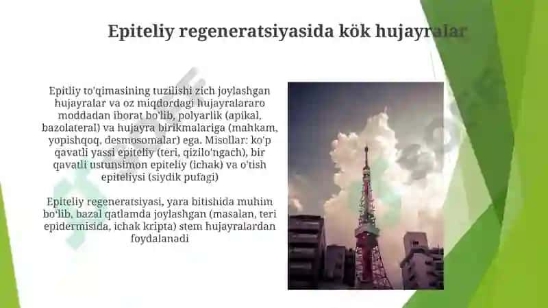 Epiteliy toʻqimasi tuzilishi va regeneratsiyasi 4