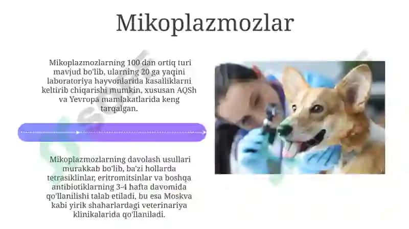 Laboratoriya hayvonlarining yuqumsiz kasalliklari 4