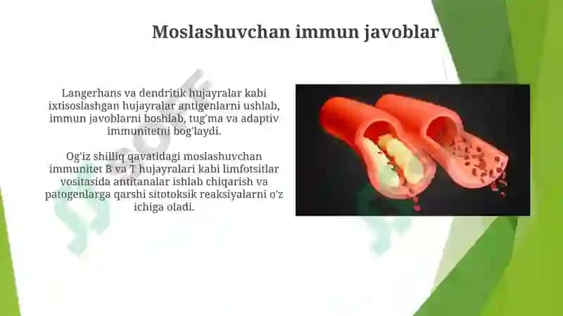 Ogʻiz boʻshligʻi shilliq qavatining himoya funksiyasining toʻqima va hujayra mexanizmlari 4
