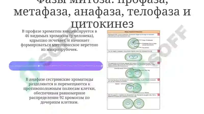 Митоз соматических клеток: Фазы и регуляция 4