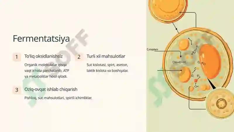 Katabolik Metabolizm: Mikroblarning Energiya Olish Usullari 4