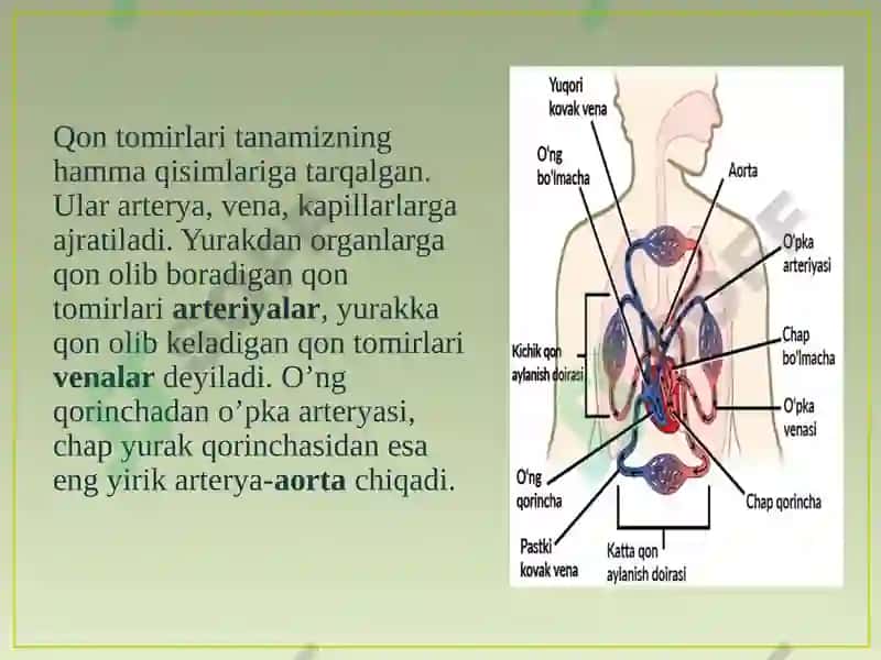 Qonning tuzilishi, funksiyalari va yoshga oid xususiyatlari 4