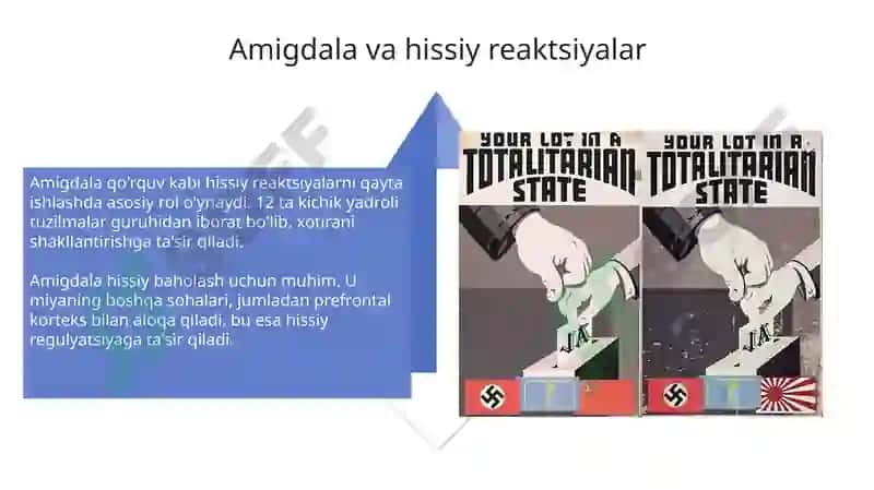 Hissiyot va Emotsional Holatlarning Fiziologik Asoslari 4