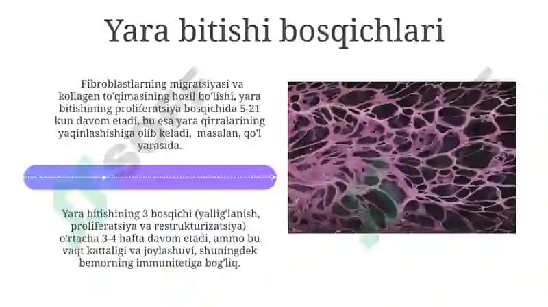 To'qimalarning fiziologik va reparativ regeneratsiyasi 4