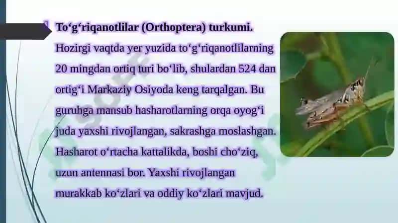 Cho’l ekotizmlari umurtqasiz hayvonot olami asosiy vakillarining ichki va tashqi tuzilishi, tuzilish 4