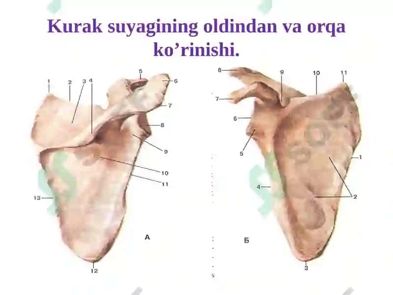 Qo‘lsuyaklarining tuzilishi va birikishi 4