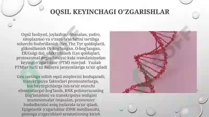 Oqsil biosintezi va uning genetik darajasidagi regulyatsiyasi 4