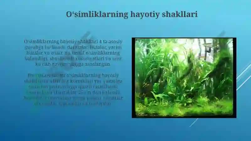 O'simliklarning asosiy boʻlimlari va hayotiy shakllari 4