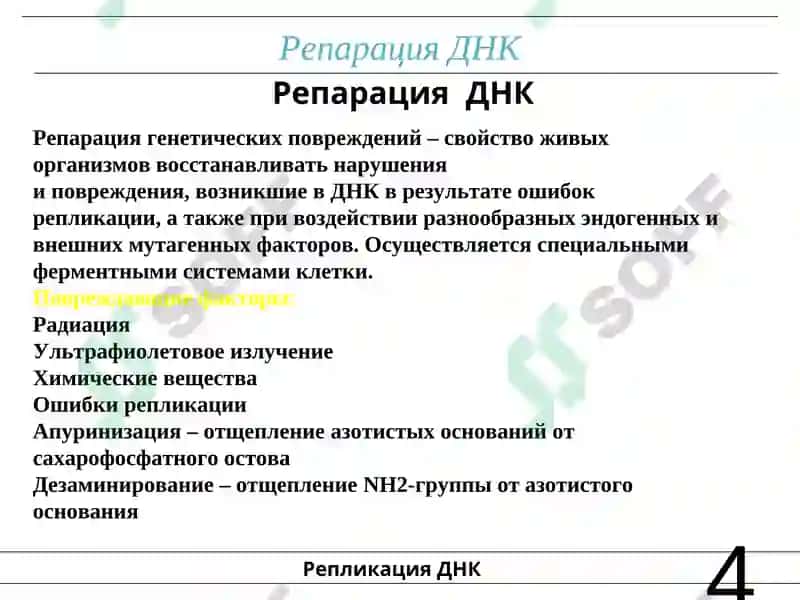 Клеточная биология. Мутации. 4