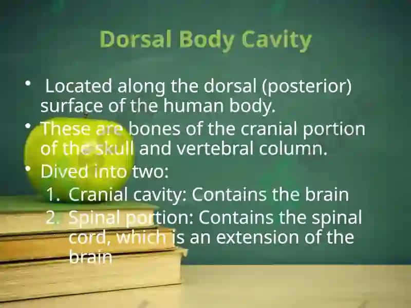 Body systems and body cavities 4