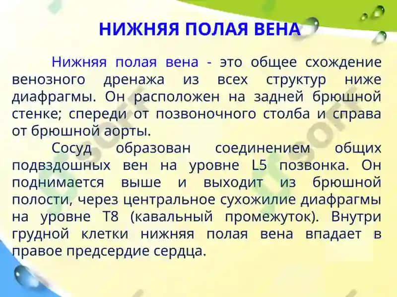 Клиническая анатомия вен и лимфатических сосудов брюшной полости 4
