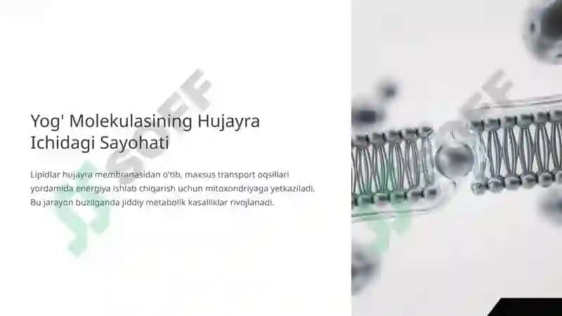 Yog'lar Almashinuvidagi Irsiy Buzilishlar: Molekuladan Klinikagacha 4