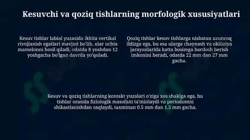 Doimiy tishlovdagi frontal guruh tishlarning tuzilishi 4