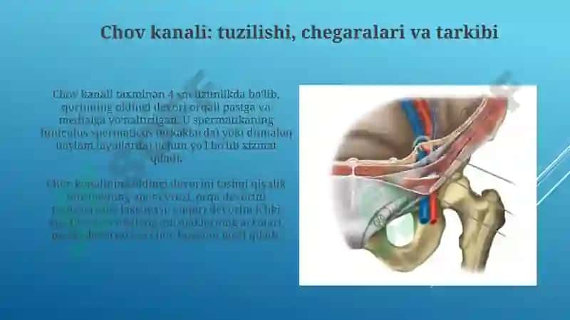 Femoral fastsiyasi, chov kanali va qorinning lateral devori: Anatomik tuzilish va funktsiyalari 4