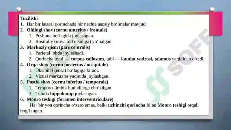 Yon qorinchalar anatomiyasi 4