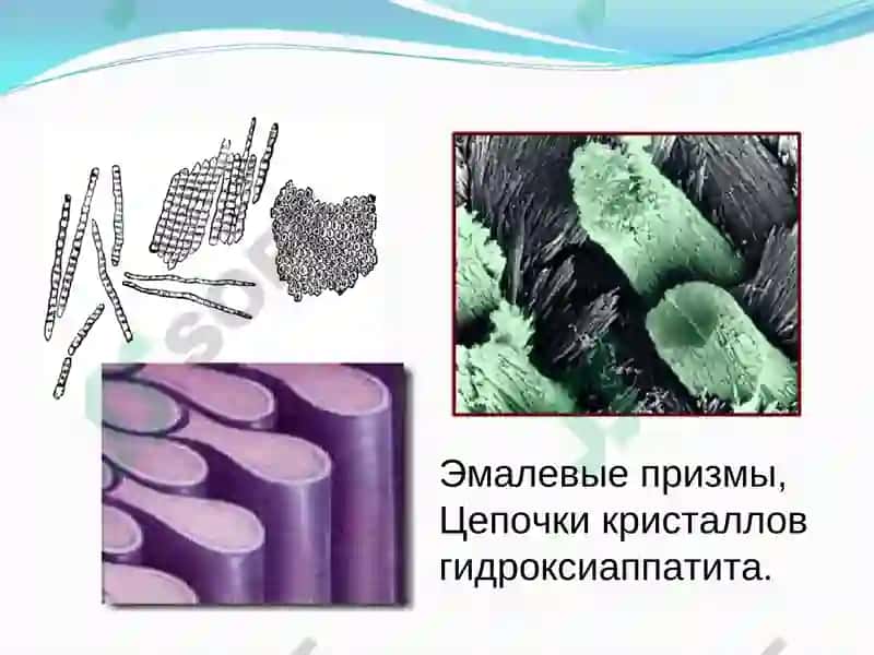 Структура тканей зуба 4