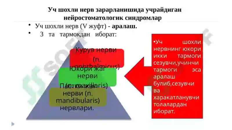 Юз-жағ сохасининг неврологик бузилишлари ва оғриқлар. Оғриқ компонентлари ва механизми. Уч шохли нерв невралгияси. Юз-жағ соҳаси невритлари. Юз мимик мушакларининг парез ва параличи.  Текшириш усуллари ва хирургик даволаш принциплари. 4