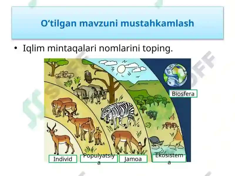 EKOSISTEMALARDA ENERGIYA OQIMI 4
