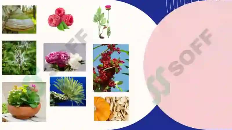 Mahalliy o’simliklarda biologik faol modda ajratish texnologiyasini ishlab chiqish 4