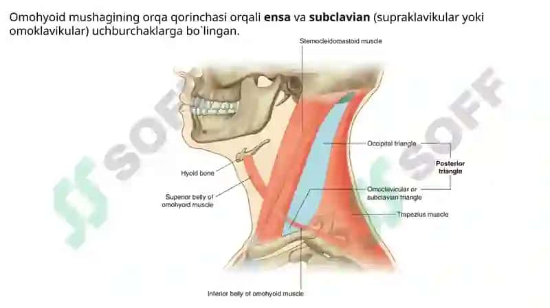 Bo’yin uchburchaklari va suyakalari, Bo’yin mushaklari. 4