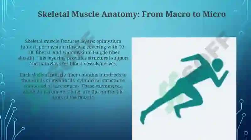Physiology of muscles 4