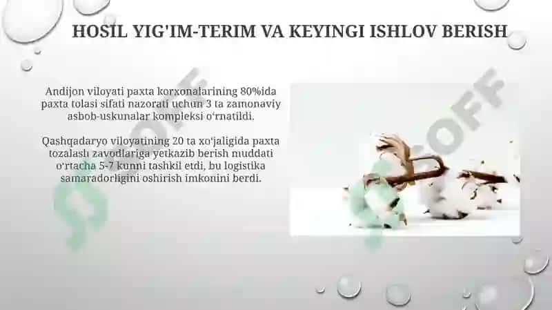 Paxta Plantatsiyalarining Super-Elita va Elita Navlari 4