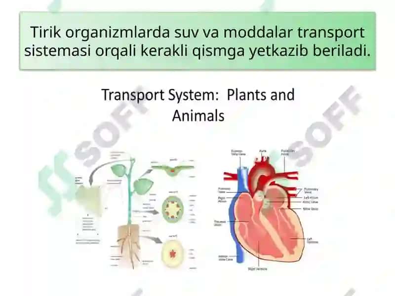 TIRIK ORGANIZMLARDA OZIQ MODDALAR TRANSPORTI 4
