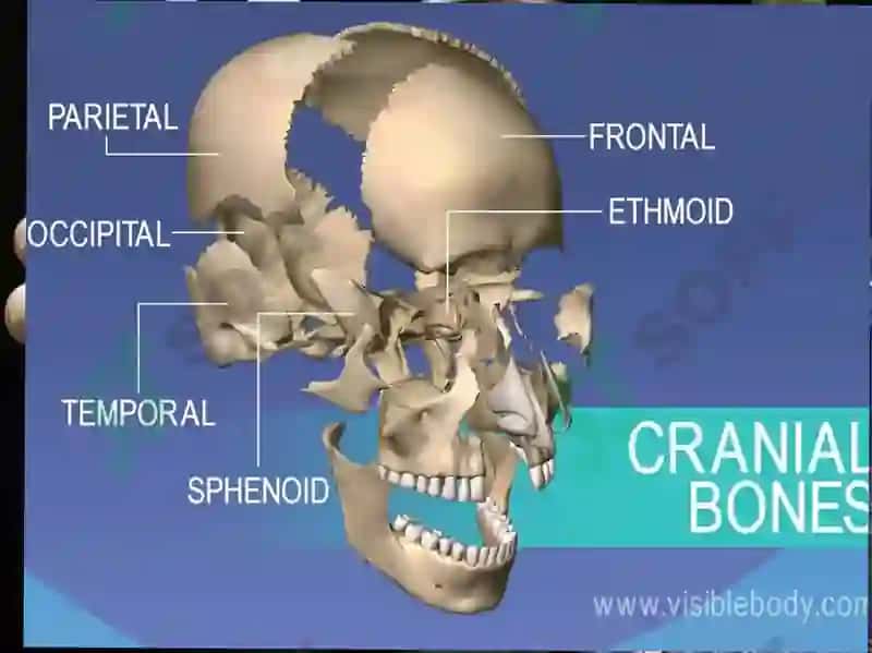 The skeletal system of a human being 4