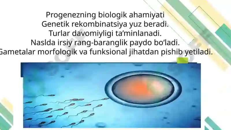 Proembrional va embrional rivojlanishning umumiy qonuniyatlari(Progenez) 4