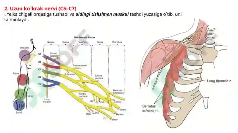 Yelka chigali. 4