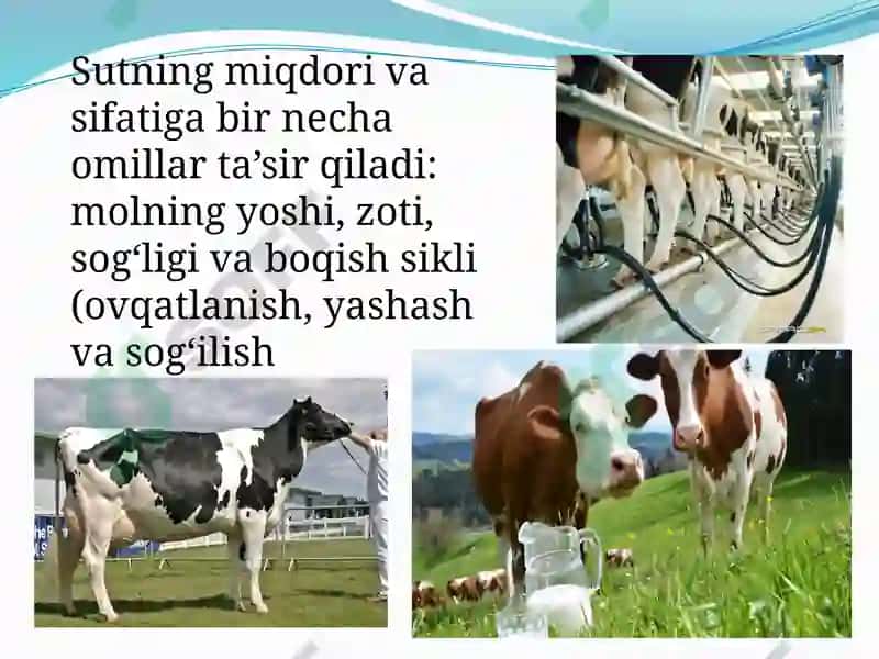 Sut, sut mahsulotlari va tuxum mikrobiologiyasi 4