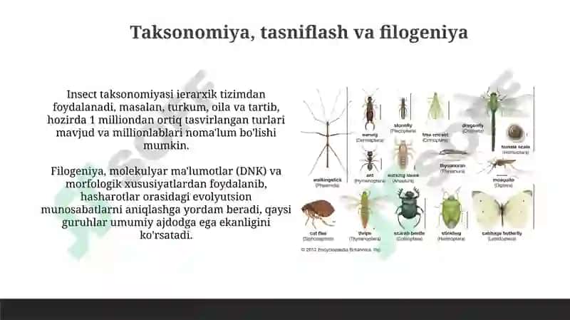 Hasharotlarning xilma-xilligini yoritib beruvchi taqdimot 4