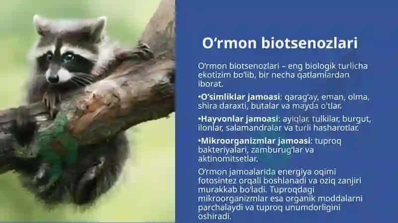 Quruqlik biotsenozlarining turi va ulardagi tashkil etili shediylik jamoalarini tushunish 4