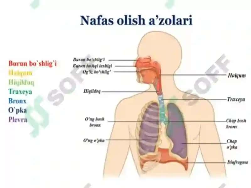 Nafastizimining yosh hususiyatlari va gigiyena 4