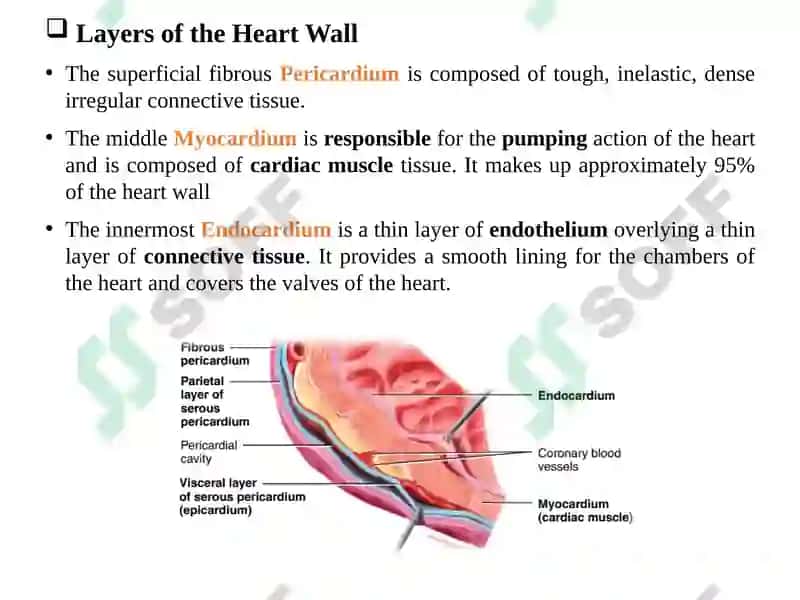 Cardiovascular system 4