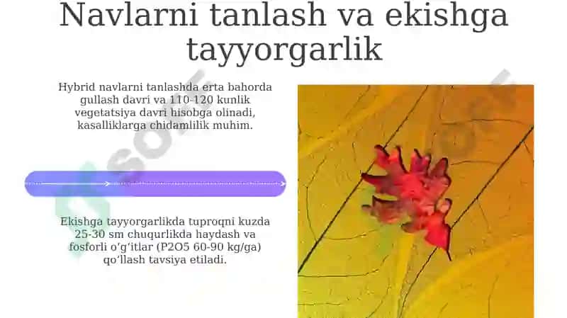 Kuzgi raps biologiyasi va tehnalogiyalari 4