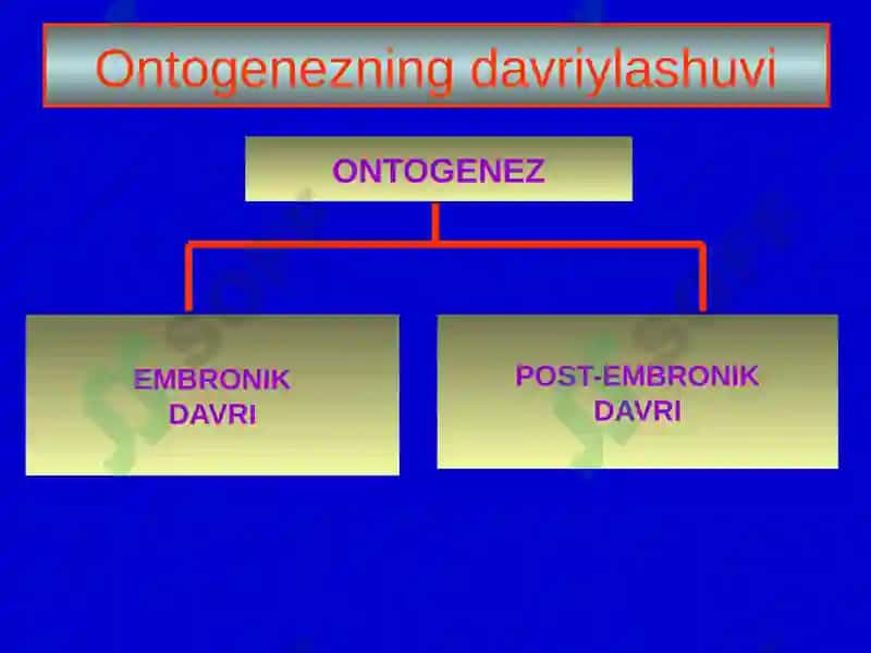 Ontogenez 4