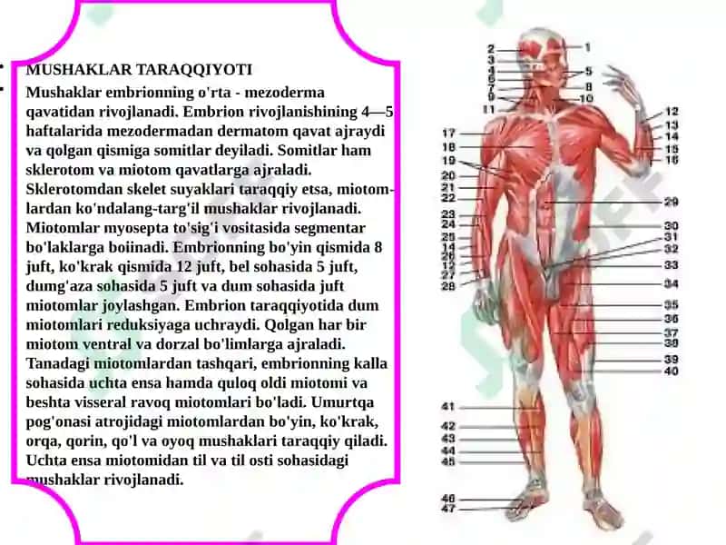 NERV-MUSHAK TIZIMI XAKIDAMAʼLUMOTLAR 4