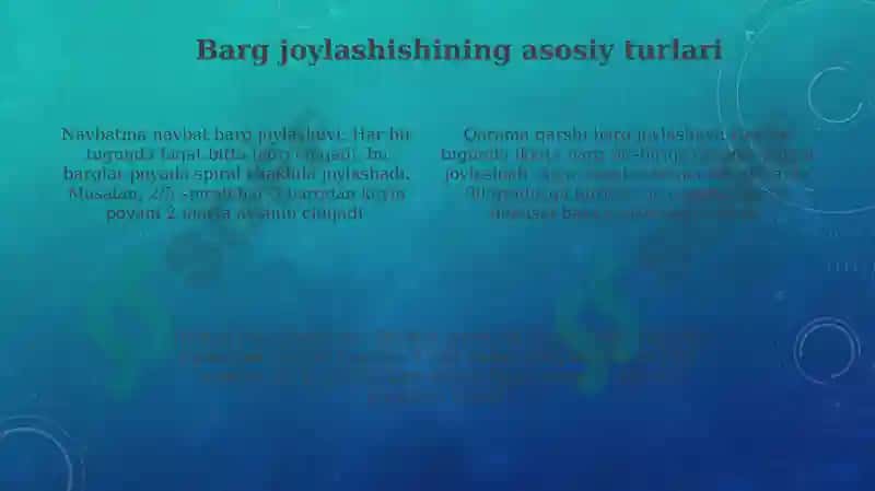 O'simliklarning barg joylashishini (navbatma-navbat, qarama-qarshi, to'pgul) tahlil qilish 4