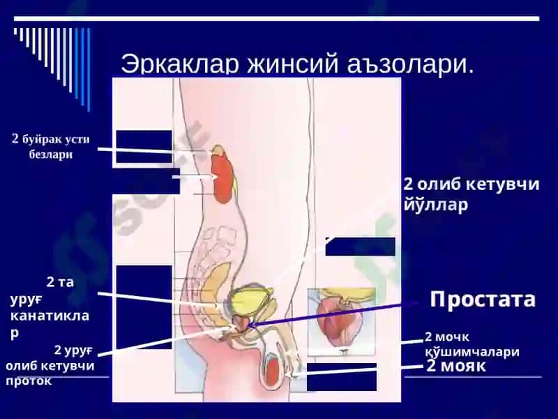 Эркаклар жинсий аъзолари касалликлари 4