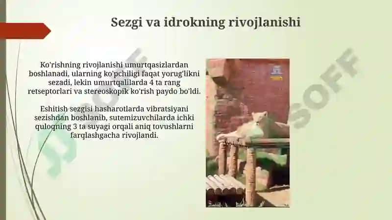 Psixik funksiyalar evolyutsiyasi 4
