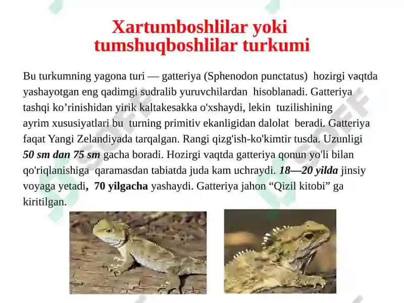 Sudralib Yuruvchil Ar (Reptilia) Sinfining Sistematikasi 4
