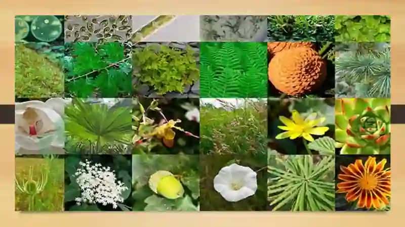 Turli xil o'simliklar misolida xususan mahalliy va introdusent o'simliklarda gullash biologiyasini o'rganish 4