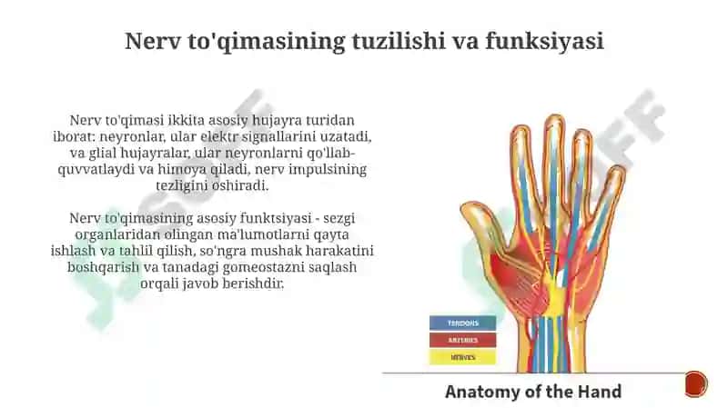 Nerv to'qimasining asosiy glikolipidlari 4
