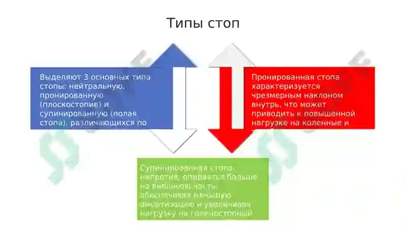 Анатомия стопы 4