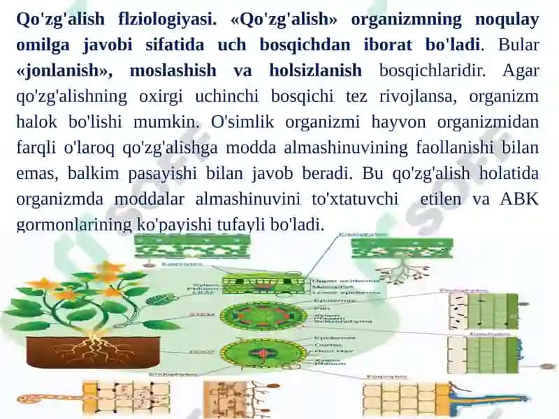 O'simliklar chidamliligi va himoyalanish fiziologiyasi 4