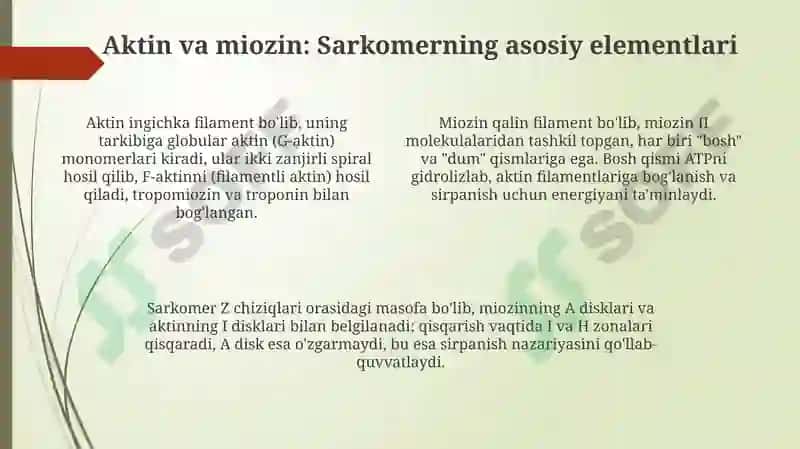 Muskul toʻqimasining turlari va tuzilishi 4